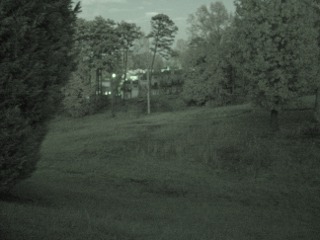 Deer - Night Vision